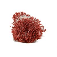 Тичинки великі на нитці червоні 0,5см 48шт