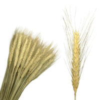 Колоски пшениці натуральні 60см ~40шт
