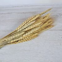 Колоски пшениці натуральні 60см ~50шт КЛ1