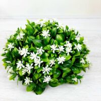 Полусфера Мелкоцвет в самшите диаметр 20см С-1