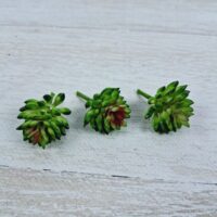 Сукулент маленький "Гулька" 3см 37