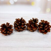 Шишка натуральная 5-7см Ш2