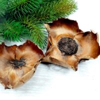 Сухоцвет Рulmcup 7-10см 4389