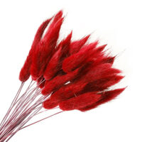 Лагурус червоний 60см ~50шт