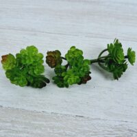 Сукулент маленький "Гілочка" 6см 40