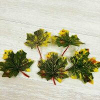 Лист клена жовто-зелений з хвостиком А-189771