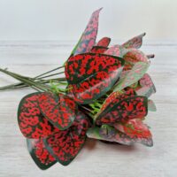 Кущ фєтонії 30см СТ269