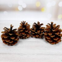 Шишка натуральная 10-13см ШН