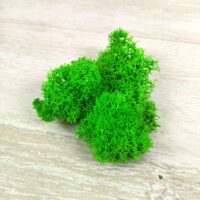 Мох стабилизированный (ягель). Салатовый МХ2