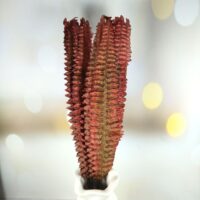 Листок папоротника багряний з блиском 56см Л-13