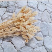 Фалярис білий 65см Ф11632