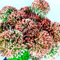 Квітка часнику червона 7см 1220-09-4