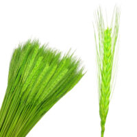 Колоски пшениці фісташкові 60см ~50шт