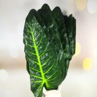 Лист мостери великий 17*60см