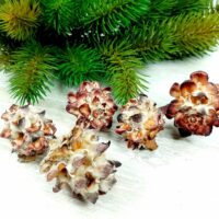 Шишки Pubescens №4562 1шт