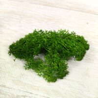 Мох стабилизированный (ягель). Зеленый МХ2