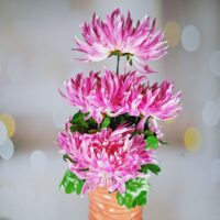 Букет Хризантем 6гіл 50*14см М-655