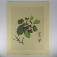 Арт постер репродукція "Вишня" 24*30см