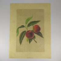 Арт постер репродукція "Персик" 18*24см