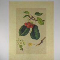 Арт постер репродукція "Вишня" 18*24см