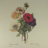 Арт постер репродукція "P.-J.Redouté "Анемона" 18*24см