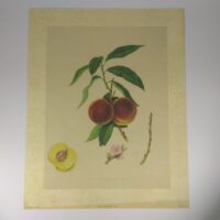 Арт постер репродукціия "Персик" 24*30см