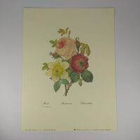 Арт постер репродукція "P.-J.Redouté "Анемон, Троянда, Клематіс " 18*24см