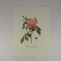 Арт постер репродукція "P.-J.Redouté "Бенгальська запашна троянда" 13*18см