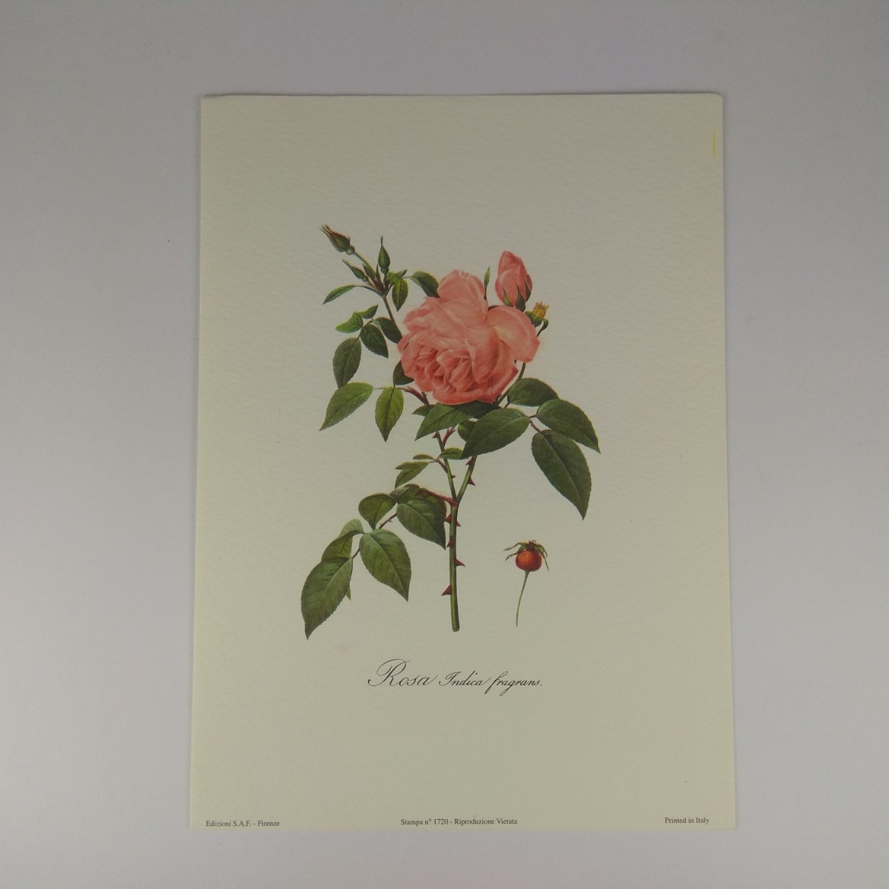 Арт постер репродукція "P.-J.Redouté "Бенгальська запашна троянда" 13*18см