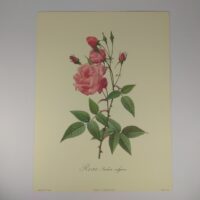 Арт постер репродукція "P.-J.Redouté "Звичайна індійська троянда" 18*24см