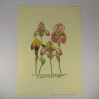 Арт постер репродукция картины "Ирис пёстрый" 18*24см