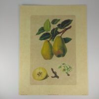 Арт постер репродукція "Груша" 18*24см