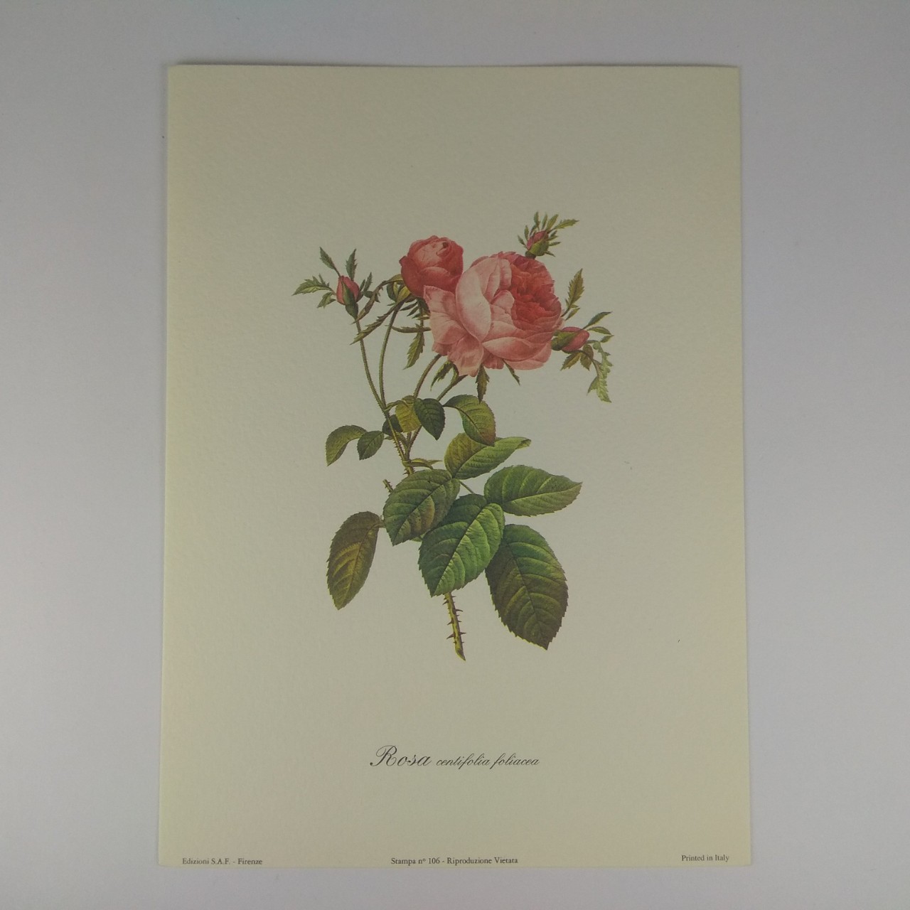 Арт постер репродукція "P.-J.Redouté "Троянда столистна" 13*18см