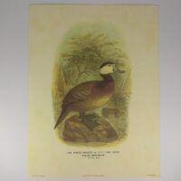 Арт постер репродукціия "Білоголова савка" 18*24см