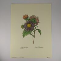 Арт постер репродукція "P.-J.Redouté "Астра китайська" 18*24см