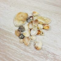 Ракушка натуральная ассорти 50г