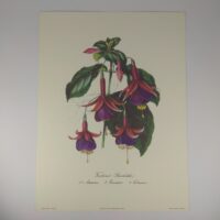 Арт постер репродукция картины "Фуксия" 18*24см