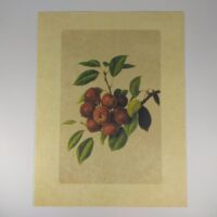 Арт постер репродукція "Яблука" 13*18см