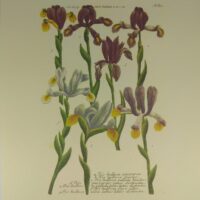 Арт постер репродукция картины "Испанский Ирис" 18*24см