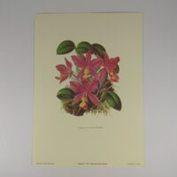 Арт постер репродукция картины "Орхидея "cattleya nobilior" " 13*18см.