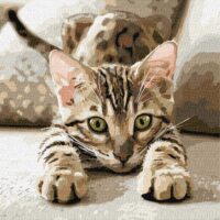 Картина за номерами КНО6877 Грайливе кошеня 40*40см