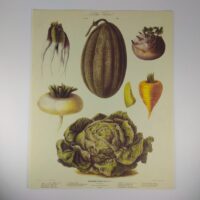 Арт постер репродукція "Vilmorin Andrieux"Vegetable №3" 18*24см