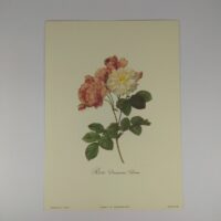 Арт постер репродукція "P.-J.Redouté "Благородна дамаська троянда" 13*18см