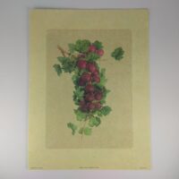 Арт постер репродукція "Виноград" 18*24см