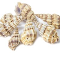 Бусины Морские Ракушки 14-40*10-20*15мм Бежевый 25г