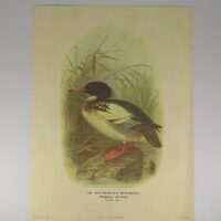 Арт постер репродукція "Середній крохаль" 18*24см