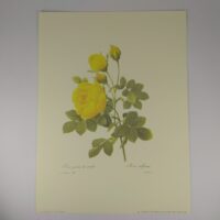 Арт постер репродукція "P.-J.Redouté "Жовта троянда" 18*24 см