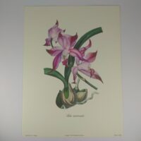 Арт постер репродукция картины "Лелия осенняя" 18*24см