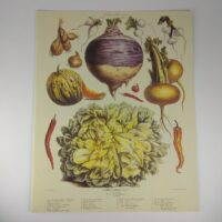 Арт постер репродукція "Vilmorin Andrieux"Vegetable №2" 18*24см