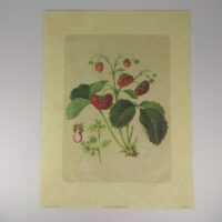 Арт постер репродукція "Полуниця" 18*24см